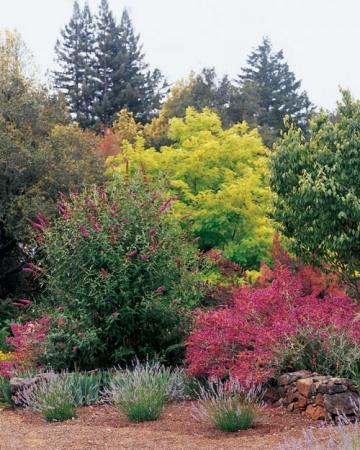 Le jardin de mes rêves