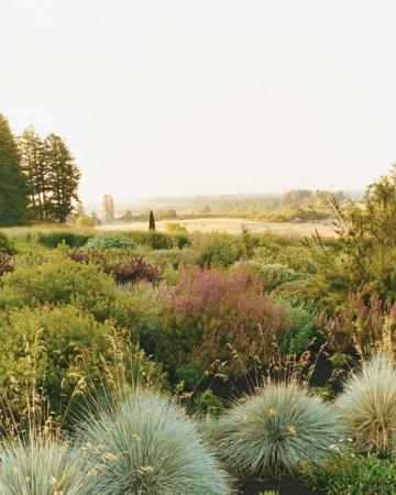 Le jardin de mes rêves