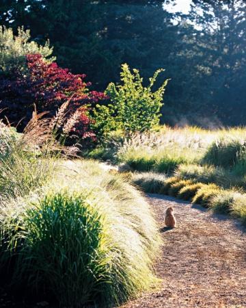 Le jardin de mes rêves