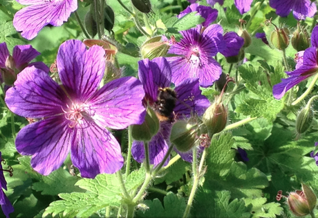 Ca butine au jardin !