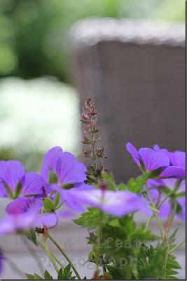 Mon inspiration de la semaine