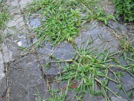 Un truc éco pour se débarasser facilement et définitivement des mauvaises herbes