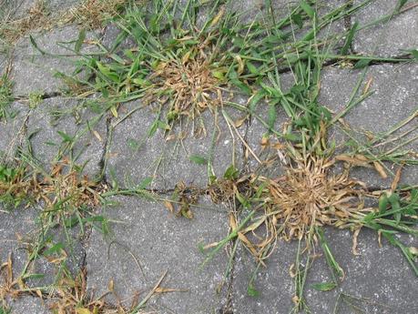 Un truc éco pour se débarasser facilement et définitivement des mauvaises herbes