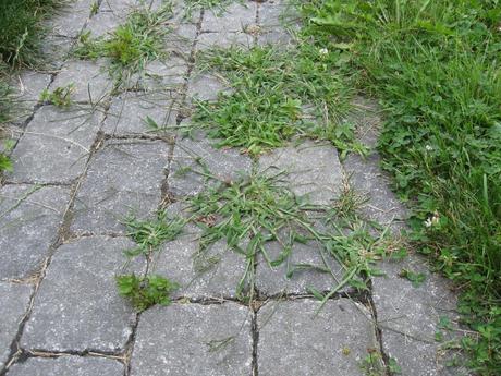 Un truc éco pour se débarasser facilement et définitivement des mauvaises herbes