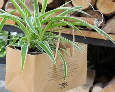 Urban Jungle Bloggers #19 / My plant gang /