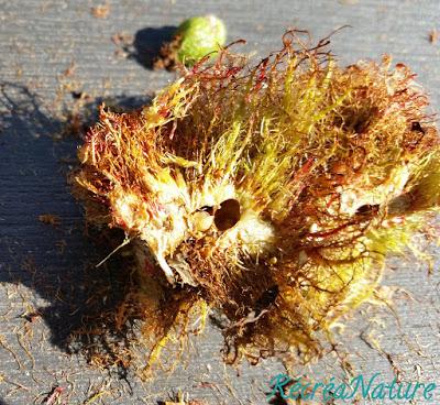 Réponse à la Devinette de Vendredi Dernier : une Curiosité de la Nature, la Galle de L'Eglantier