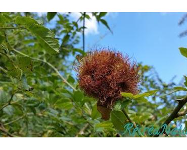 Réponse à la Devinette de Vendredi Dernier : une Curiosité de la Nature, la Galle de L'Eglantier