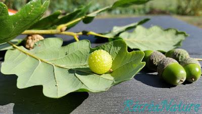 Réponse à la Devinette de Vendredi Dernier : une Curiosité de la Nature, la Galle de L'Eglantier