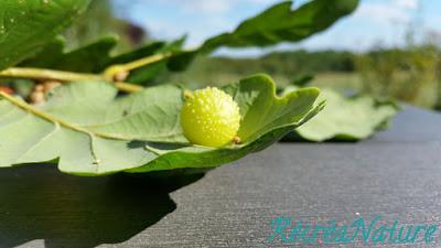 Réponse à la Devinette de Vendredi Dernier : une Curiosité de la Nature, la Galle de L'Eglantier