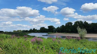 Balade d'Eté près d'Angers #3 : Les Bords de Loire de Ste-Gemme vers La Pointe