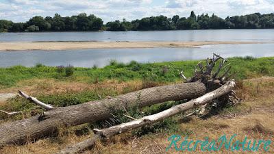 Balade d'Eté près d'Angers #3 : Les Bords de Loire de Ste-Gemme vers La Pointe