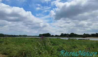 Balade d'Eté près d'Angers #2 : les Bords de Loire à La Pointe - Bouchemaine