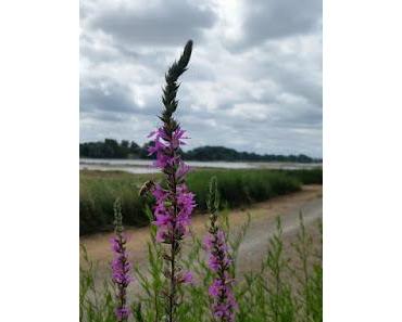 Balade d'Eté près d'Angers #2 : les Bords de Loire à La Pointe - Bouchemaine