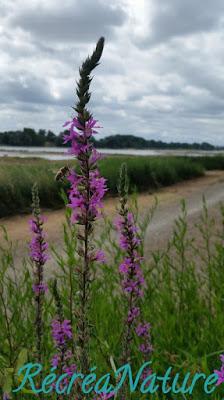 Balade d'Eté près d'Angers #2 : les Bords de Loire à La Pointe - Bouchemaine