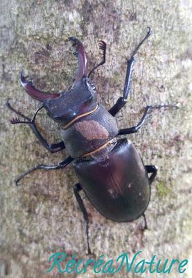 Rencontre d'Eté au Jardin en Juillet #2