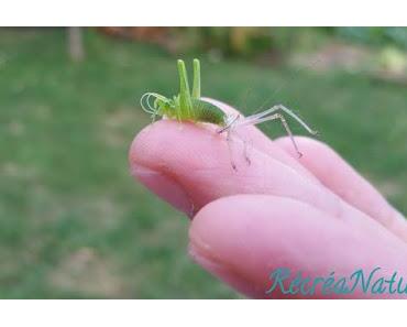 Réponse à la Devinette de Vendredi Dernier... et une Belle Rencontre d'Eté au Jardin !