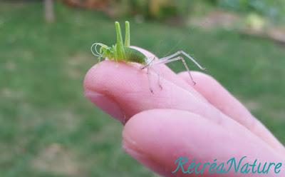 Réponse à la Devinette de Vendredi Dernier... et une Belle Rencontre d'Eté au Jardin !