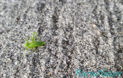 Réponse à la Devinette de Vendredi Dernier... et une Belle Rencontre d'Eté au Jardin !