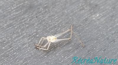 Réponse à la Devinette de Vendredi Dernier... et une Belle Rencontre d'Eté au Jardin !