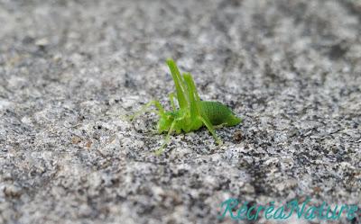 Réponse à la Devinette de Vendredi Dernier... et une Belle Rencontre d'Eté au Jardin !