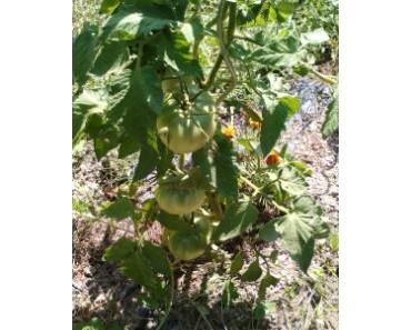 un petit tour au potager en mois d'aout