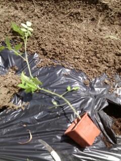 Plantation des tomates Plantation des tomates
