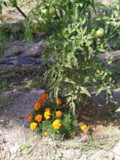 Plantation des tomates Plantation des tomates