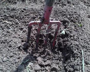 Plantation des tomates