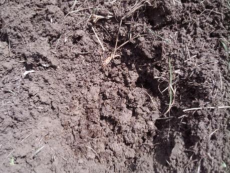 Plantation des tomates Plantation des tomates