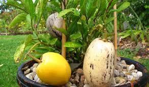 les curiosités du potager d'Aurélie