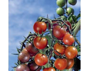 plants greffés cela vaut il vraiment le coup?