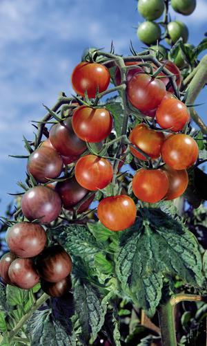 Plant de tomate-cerise doublement greffé de Vilmorin portant deux variétés différentes sur un même pied. DR