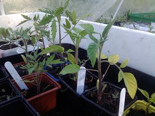 Est il nécessaire d'acheter du terreau spécial semis?