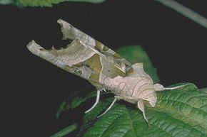 Réponse à la Devinette de Vendredi Dernier : une Chrysalide de Papillon de Nuit, la Méticuleuse ou Craintive