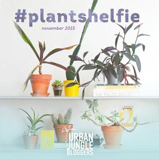 Urban jungle bloggers / Plant shelfies / My home /