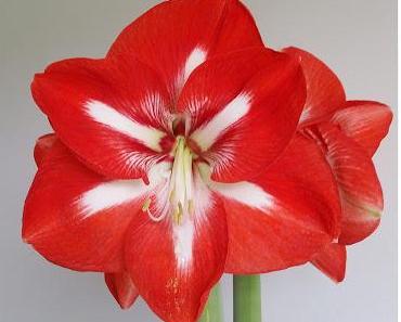 Bonne année 2016 !!!