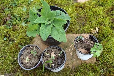 Mes 6 astuces + une pour ne plus looser au jardin en 2016