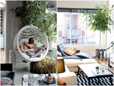 ficus choisir sa plante d'intérieur