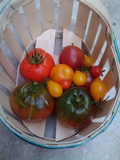 Comment avoir de bonnes tomates au potager