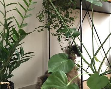 Urban jungle bloggers : jungle animals