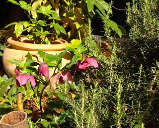 Ma vie rêvée de femme