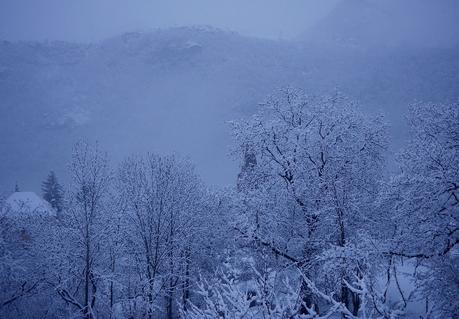 les deux alpes foret enneigée