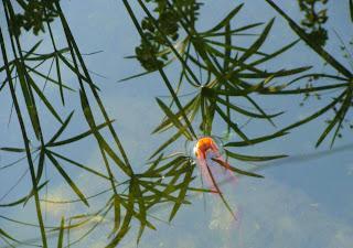 Sapinlipopette, c'est l'printemps !