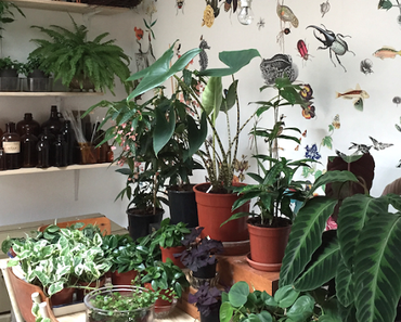 Mama Petula : un concept store végétal pas comme les autres