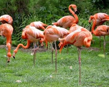 Déco Flamant Rose – Flamingo Around The Corner