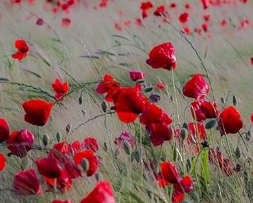 Y'A PÂQUES LE CHOCOLAT DANS LA VIE ? SI ON EN TROUVE !