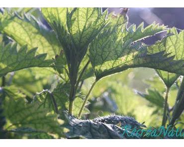 ORTIE – Edition n°6 du Carnaval « Des Blogs Et Des Plantes »