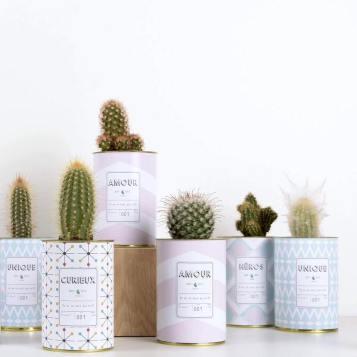 ay cactus amour ay cactus