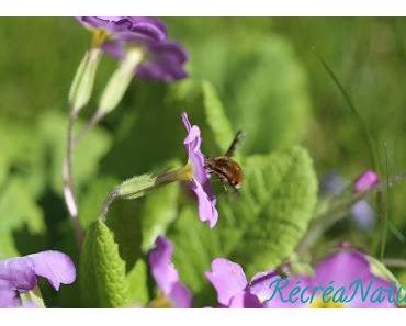 En Avril, la Devinette du Vendredi Revient !  { Faune, Jardin } #10