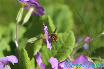 En Avril, la Devinette du Vendredi Revient !  { Faune, Jardin } #10